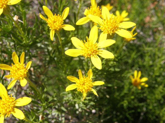 Ericameria linearifolia (Narrowleaf goldenbush) #78397