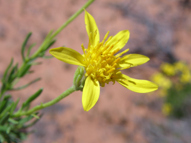 Ericameria linearifolia (Narrowleaf goldenbush) #78399