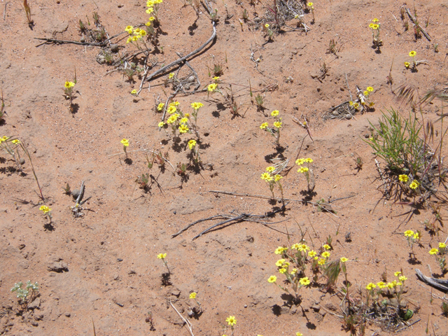 Antheropeas wallacei (Woolly easterbonnets) #78402