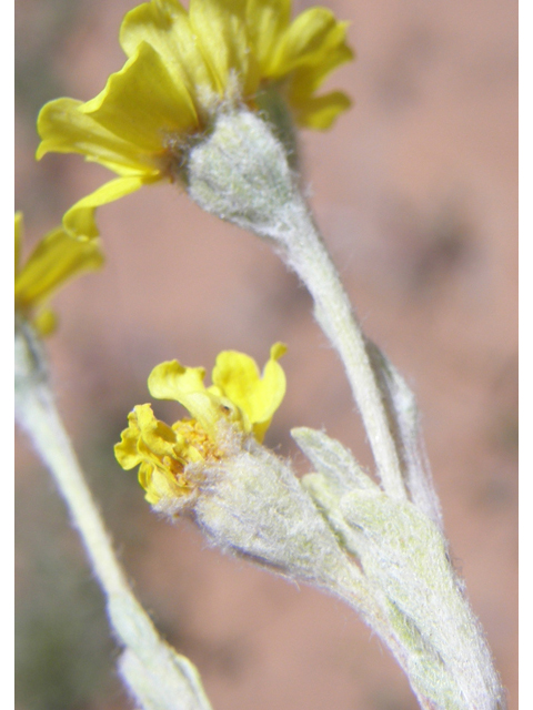 Antheropeas wallacei (Woolly easterbonnets) #78407