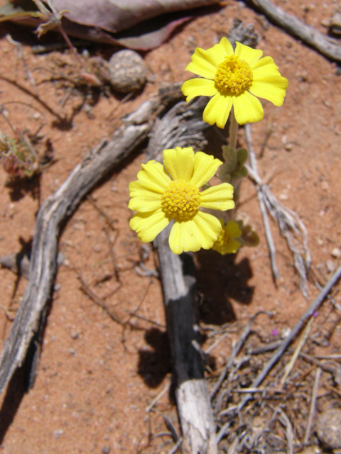 Antheropeas wallacei (Woolly easterbonnets) #78409