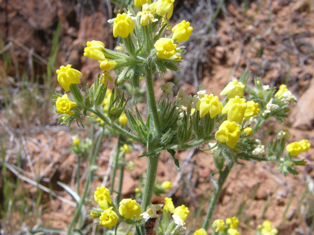 Cryptantha confertiflora (Basin yellow cryptantha) #78429