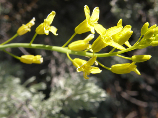 Schoenocrambe linifolia (Flaxleaf plainsmustard) #78455