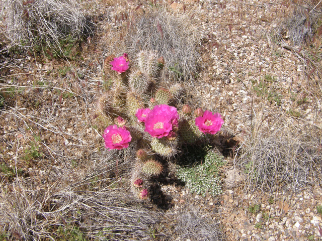 Opuntia polyacantha var. polyacantha (Hairspine pricklypear) #78472