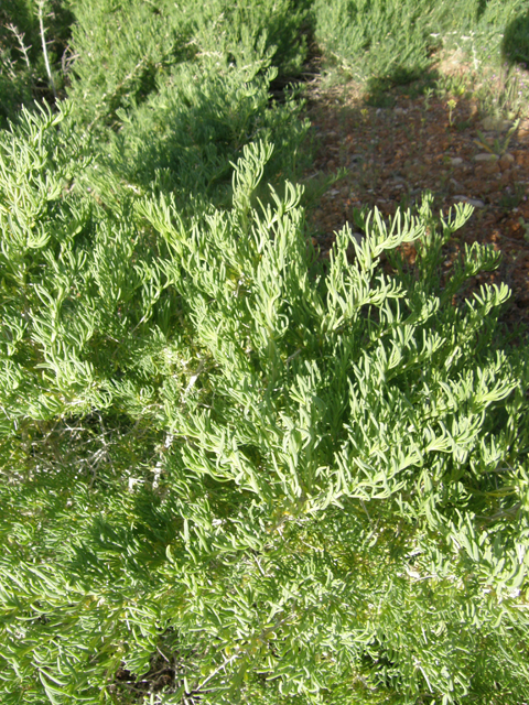 Sarcobatus vermiculatus (Greasewood) #78479