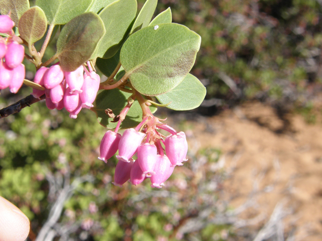 Arctostaphylos patula (Greenleaf manzanita) #78501