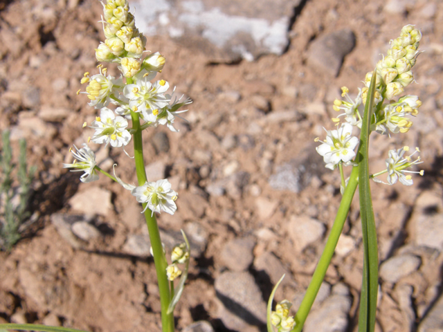 Zigadenus elegans (Mountain death camas) #78585