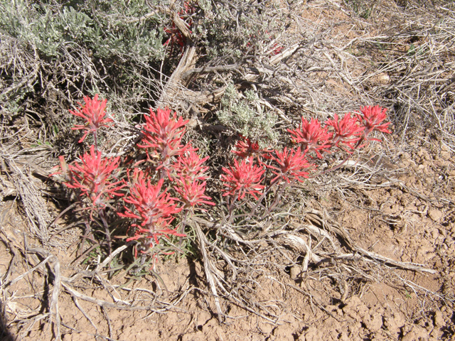 Castilleja angustifolia (Northwestern indian paintbrush) #78613