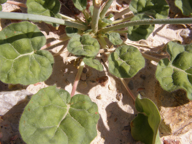 Eriogonum inflatum (Desert trumpet) #78662