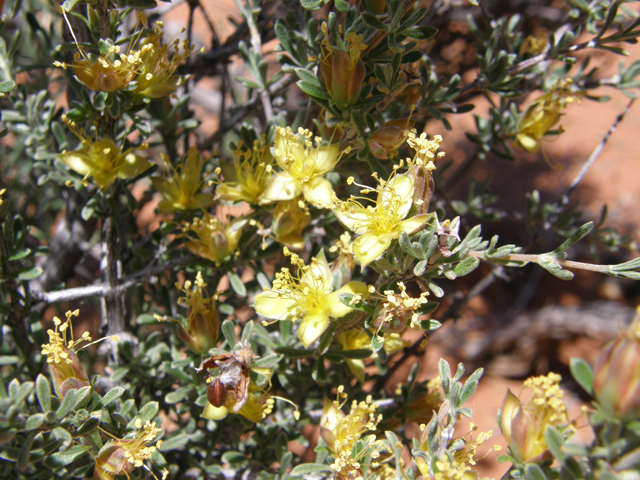 Coleogyne ramosissima (Blackbrush) #78682