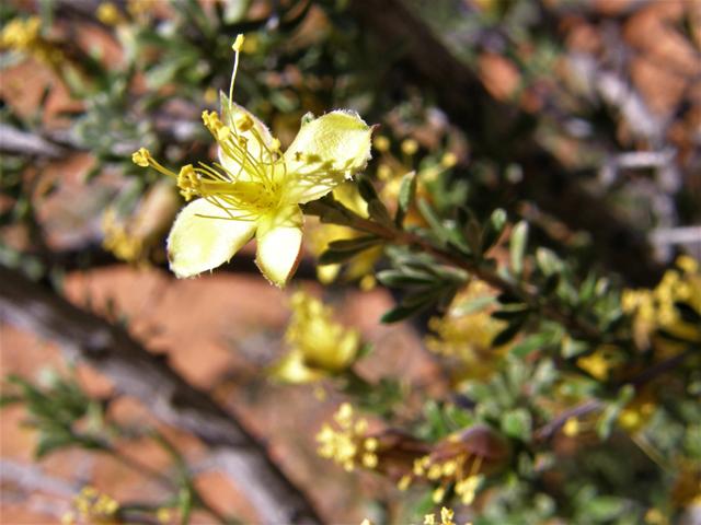 Coleogyne ramosissima (Blackbrush) #78683