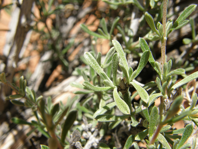 Coleogyne ramosissima (Blackbrush) #78684