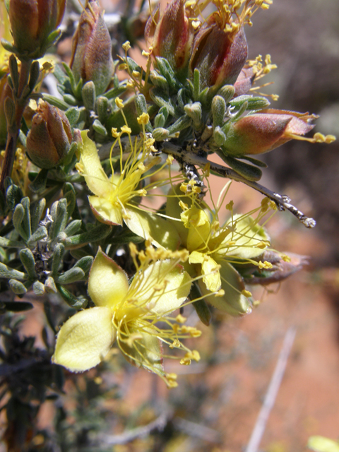 Coleogyne ramosissima (Blackbrush) #78685