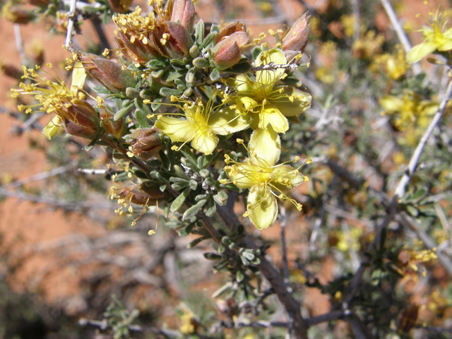 Coleogyne ramosissima (Blackbrush) #78686