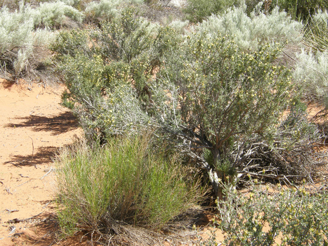 Coleogyne ramosissima (Blackbrush) #78687