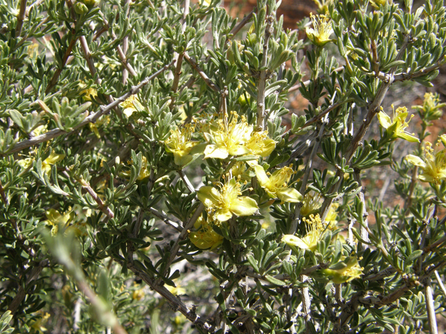 Coleogyne ramosissima (Blackbrush) #78689