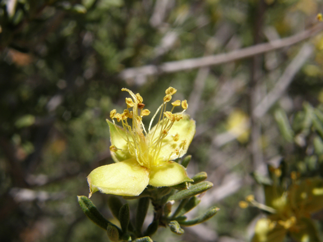 Coleogyne ramosissima (Blackbrush) #78690