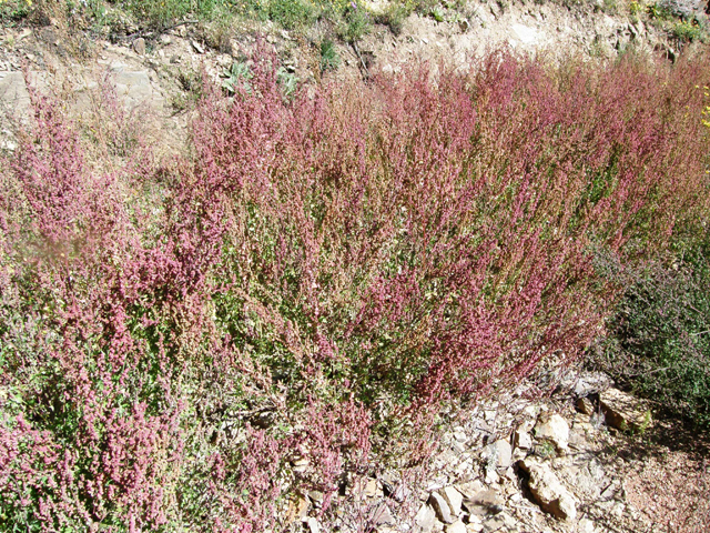 Chenopodium fremontii (Fremont's goosefoot) #78696