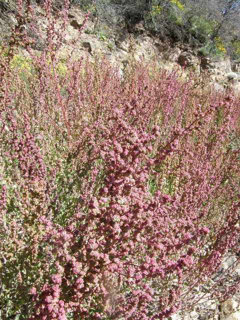 Chenopodium fremontii (Fremont's goosefoot) #78697