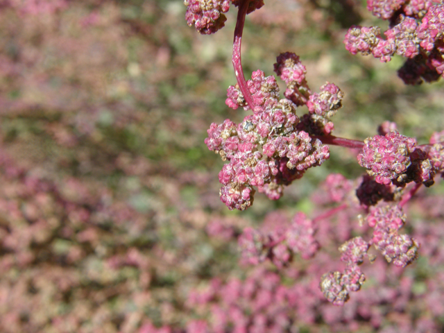 Chenopodium fremontii (Fremont's goosefoot) #78698