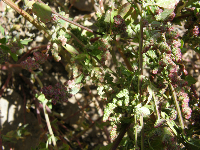 Chenopodium fremontii (Fremont's goosefoot) #78699