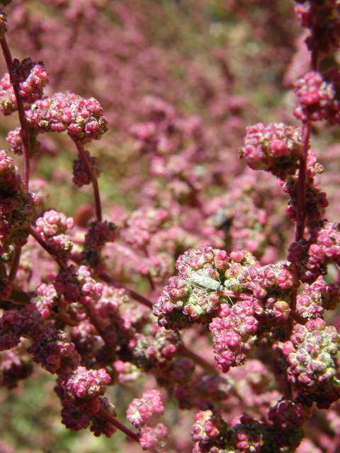 Chenopodium fremontii (Fremont's goosefoot) #78700