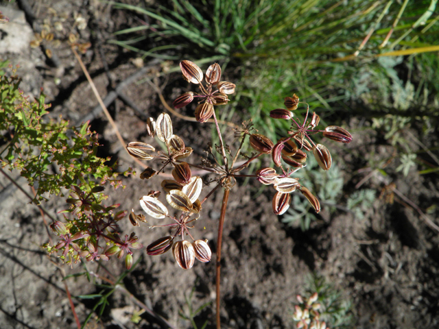 Pseudocymopterus montanus (Alpine false springparsley) #78706