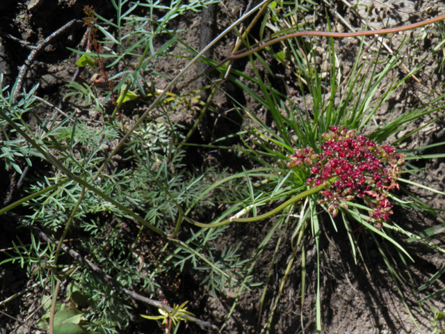 Pseudocymopterus montanus (Alpine false springparsley) #78708