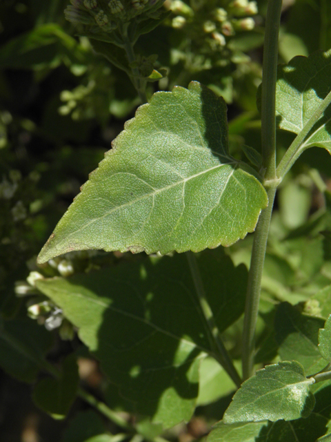 Ageratina herbacea (Fragrant snakeroot) #78732