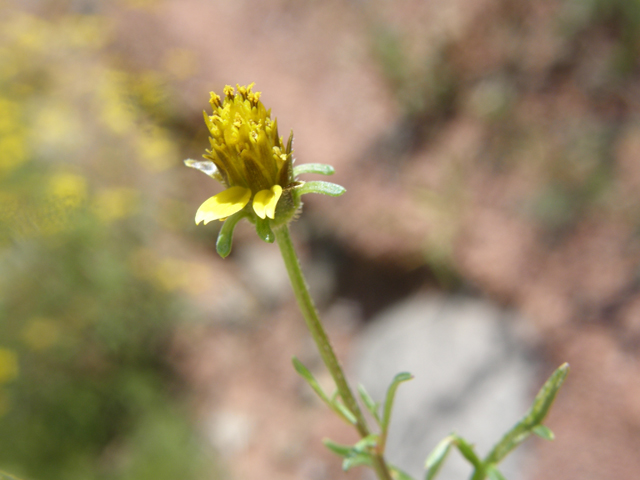 Bidens tenuisecta (Slimlobe beggarticks) #78762