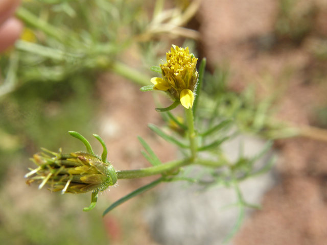 Bidens tenuisecta (Slimlobe beggarticks) #78764