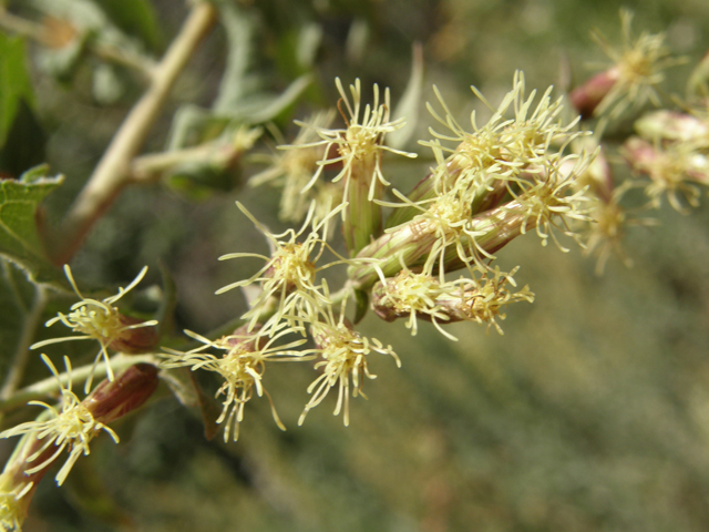 Brickellia californica (California brickellbush) #78765