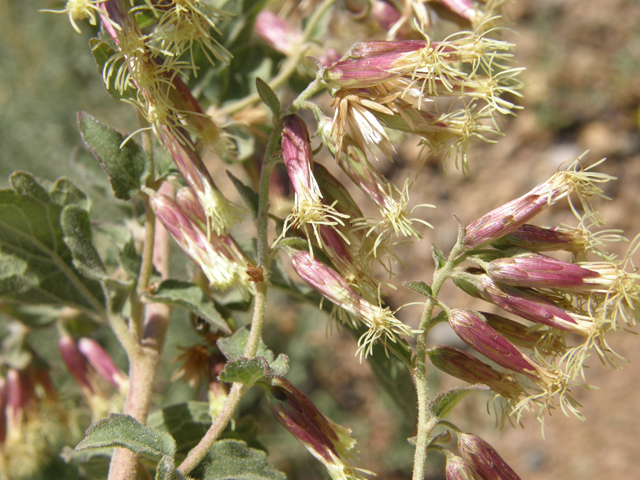 Brickellia californica (California brickellbush) #78766