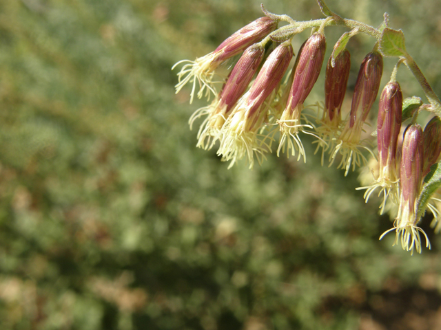 Brickellia californica (California brickellbush) #78768