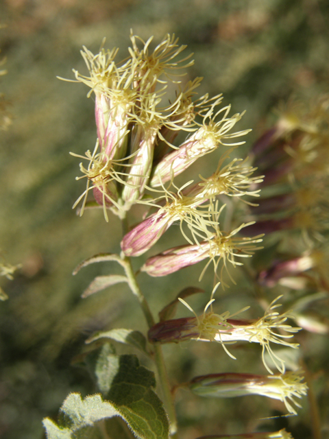 Brickellia californica (California brickellbush) #78769