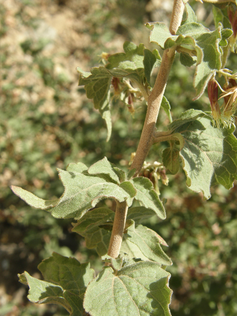 Brickellia californica (California brickellbush) #78770