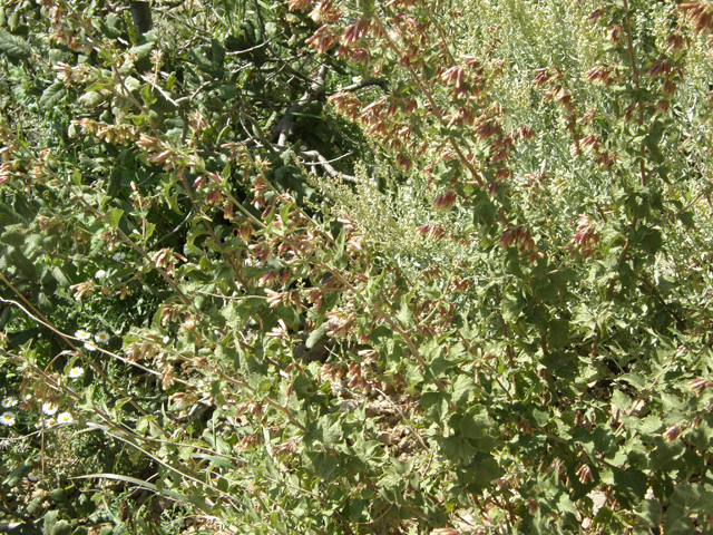 Brickellia californica (California brickellbush) #78771