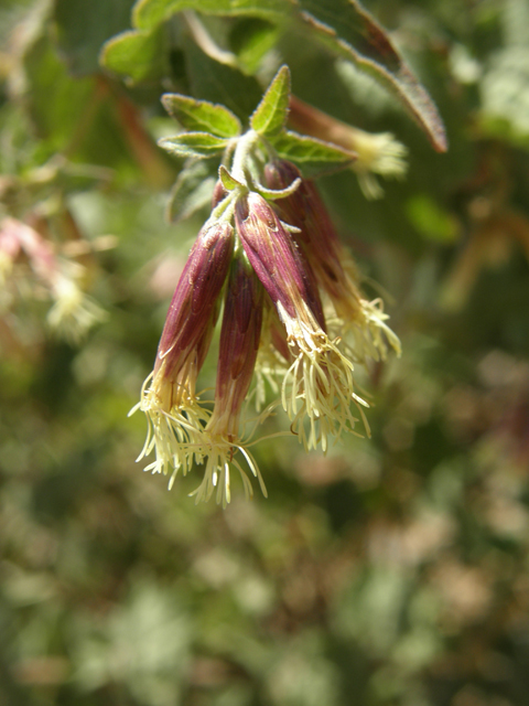 Brickellia californica (California brickellbush) #78772