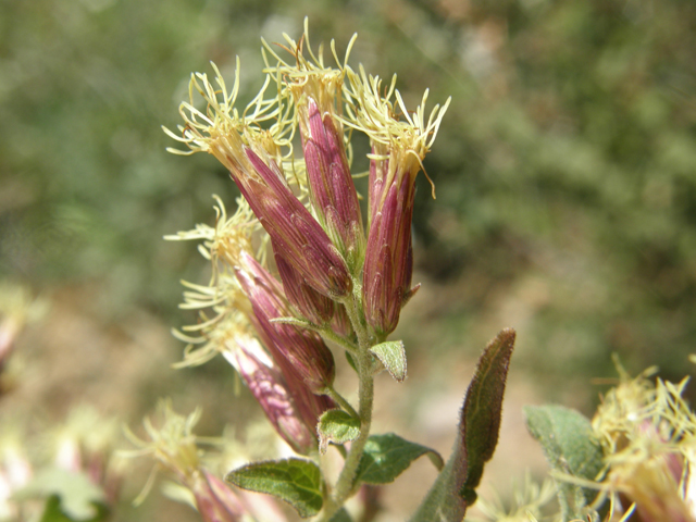 Brickellia californica (California brickellbush) #78773