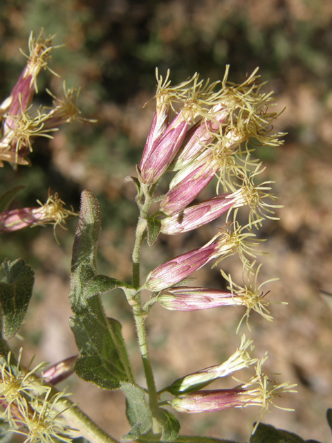 Brickellia californica (California brickellbush) #78774