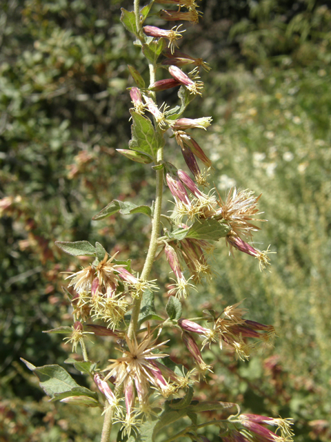 Brickellia californica (California brickellbush) #78775