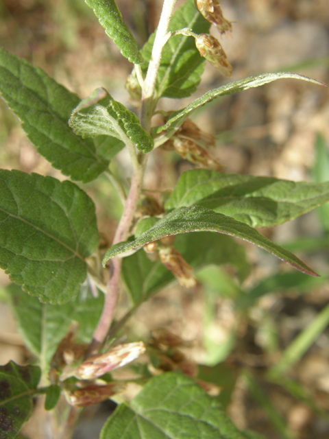 Brickellia californica (California brickellbush) #78776