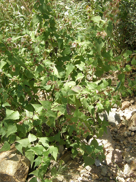 Brickellia californica (California brickellbush) #78777