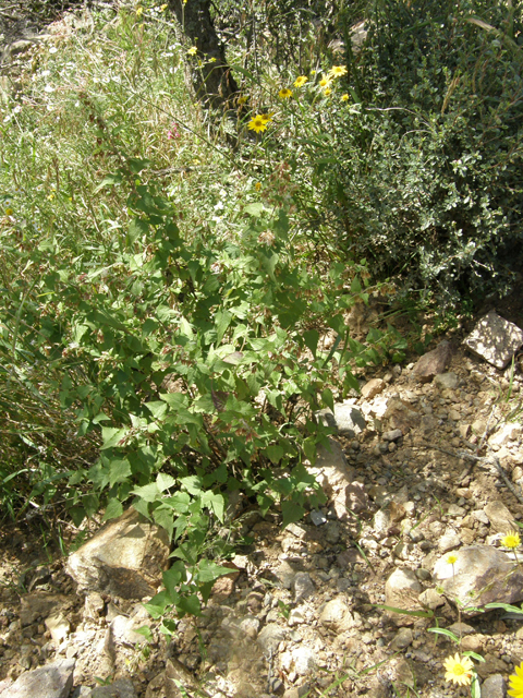 Brickellia californica (California brickellbush) #78778