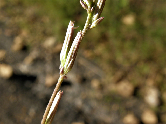 Carminatia tenuiflora (Plumeweed) #78780