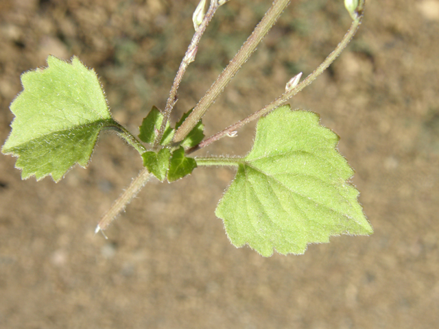 Carminatia tenuiflora (Plumeweed) #78782