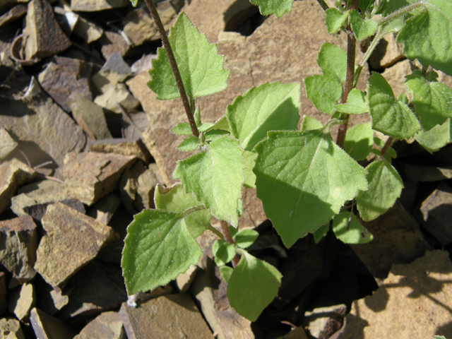 Carminatia tenuiflora (Plumeweed) #78783