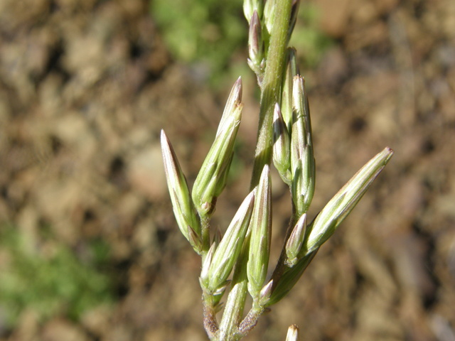 Carminatia tenuiflora (Plumeweed) #78784