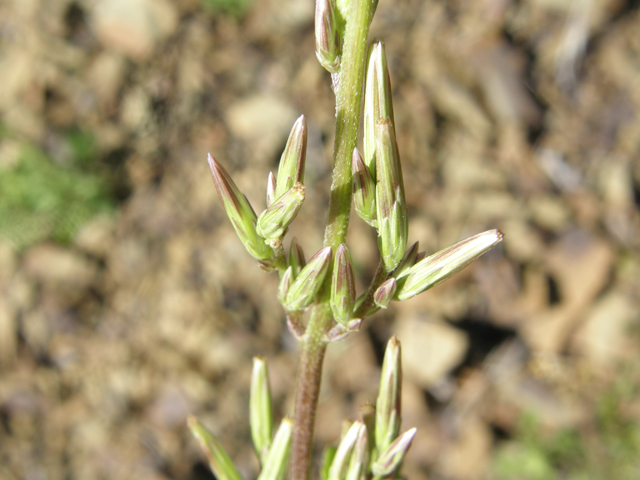 Carminatia tenuiflora (Plumeweed) #78785