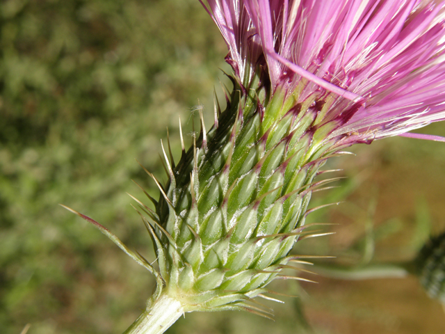 Cirsium ochrocentrum ssp. martinii (Yellowspine thistle) #78786